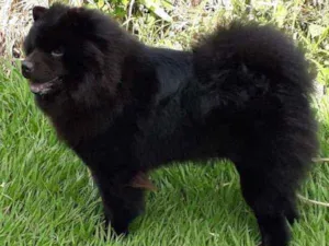 Cachorro raça Chow-chow idade 3 anos nome Marley
