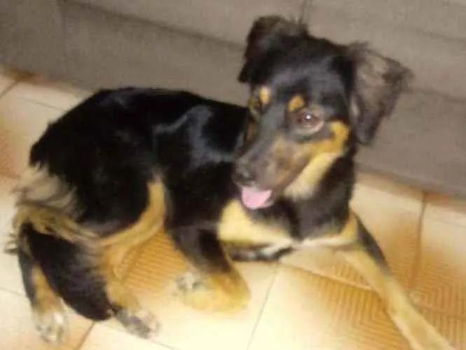 Cachorro ra a Sem raca definida idade 1 ano nome Luna