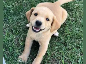 Cachorro raça SRD-ViraLata idade 2 a 6 meses nome Loiro
