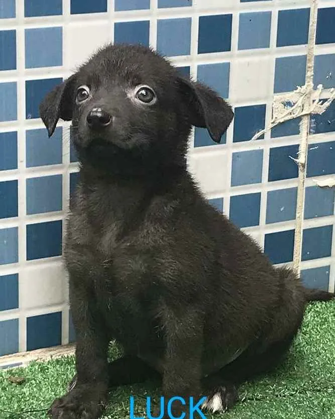 Cachorro raça SRD idade 2 a 6 meses nome LUCK