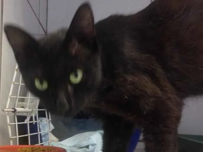 Gato raça Srd idade 3 anos nome Zeus