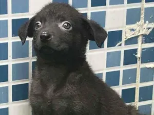 Cachorro raça SRD idade 2 a 6 meses nome LUCK