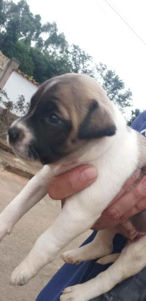 Cachorro ra a Fila com vira lata idade Abaixo de 2 meses nome Akira