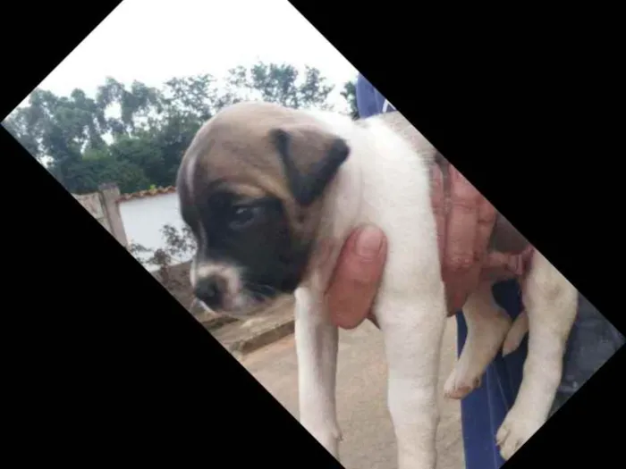 Cachorro ra a Fila com vira lata idade Abaixo de 2 meses nome Akira