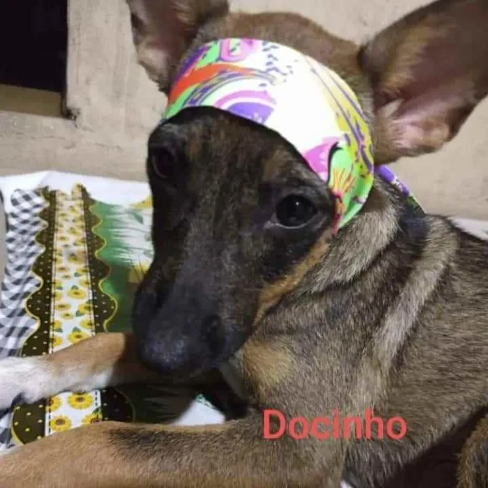 Cachorro ra a SRD idade 2 a 6 meses nome Docinho