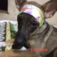 Docinho