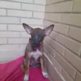 Docinho