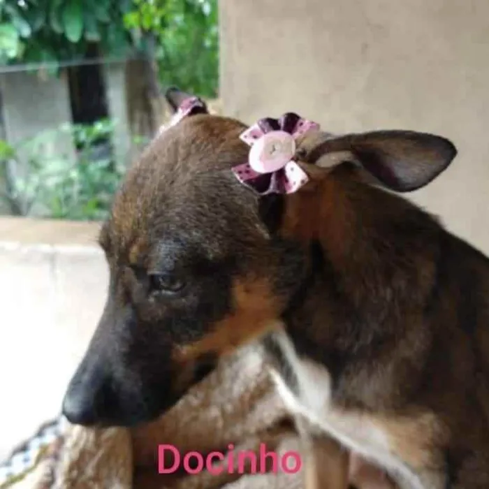 Cachorro ra a SRD idade 2 a 6 meses nome Docinho