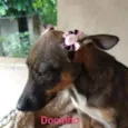 Docinho