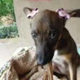 Docinho