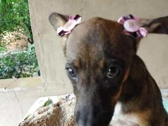 Cachorro ra a SRD idade 2 a 6 meses nome Docinho