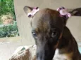 Docinho