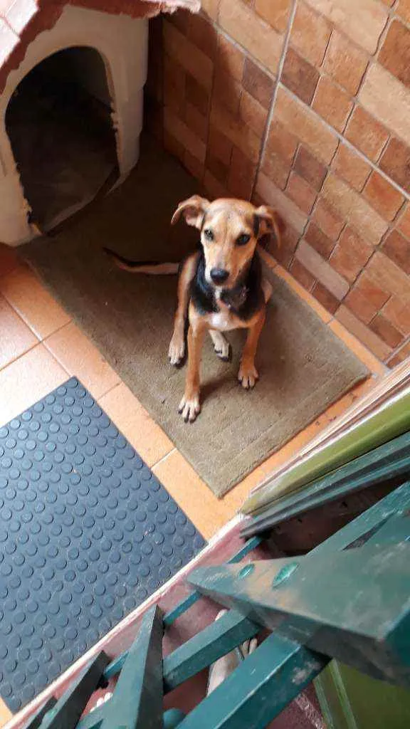 Cachorro ra a SRD idade 2 anos nome Rosinha