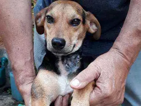 Cachorro ra a SRD idade 2 anos nome Rosinha