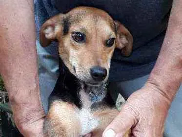 Cachorro ra a SRD idade 2 anos nome Rosinha