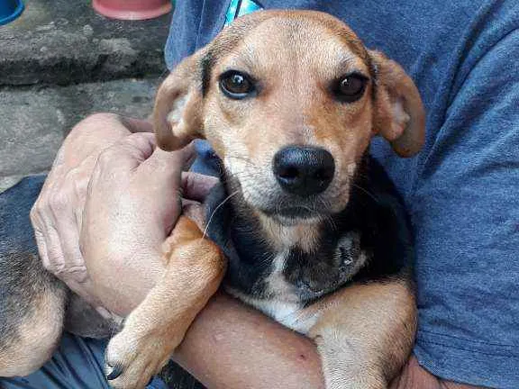Cachorro ra a SRD idade 2 anos nome Rosinha