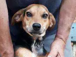 Cachorro ra a SRD idade 2 anos nome Rosinha
