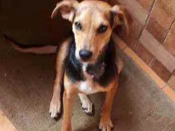 Cachorro ra a SRD idade 2 anos nome Rosinha
