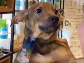 Cachorro ra a SRD idade 2 a 6 meses nome THOR