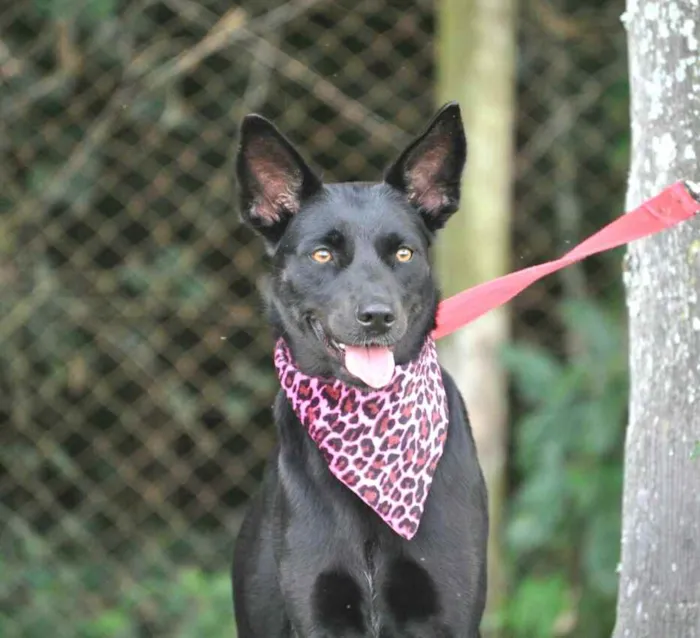 Cachorro raça  idade 1 ano nome Rebeka 