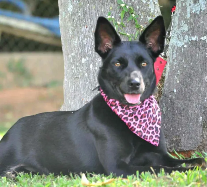 Cachorro raça  idade 1 ano nome Rebeka 