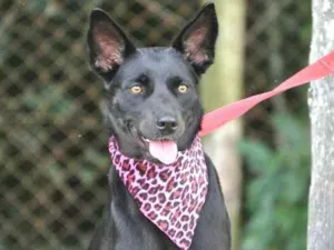 Cachorro raça  idade 1 ano nome Rebeka 