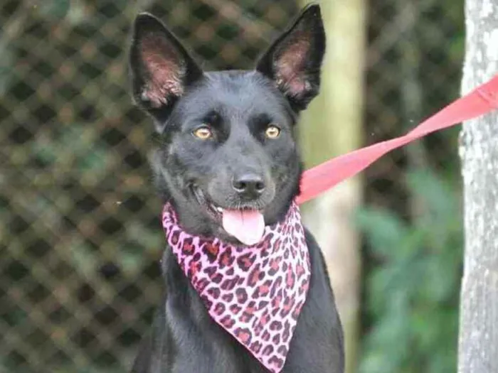 Cachorro raça  idade 1 ano nome Rebeka 