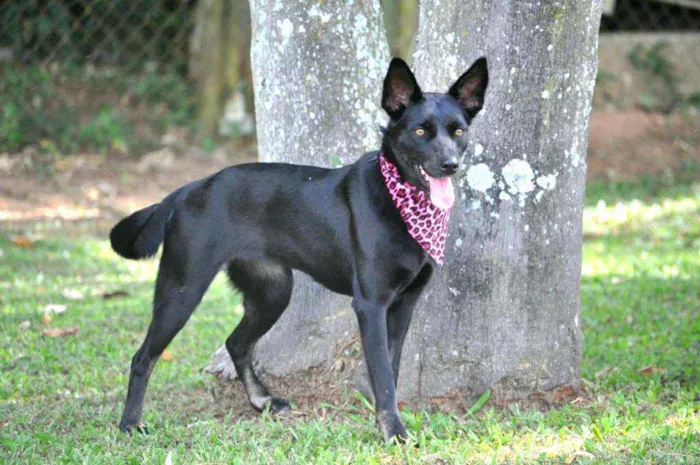 Cachorro raça  idade 1 ano nome Rebeka 