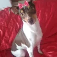 Lady 