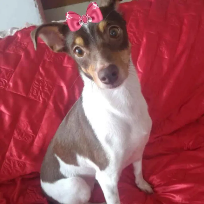 Cachorro ra a Mestiça  idade 1 ano nome Lady 