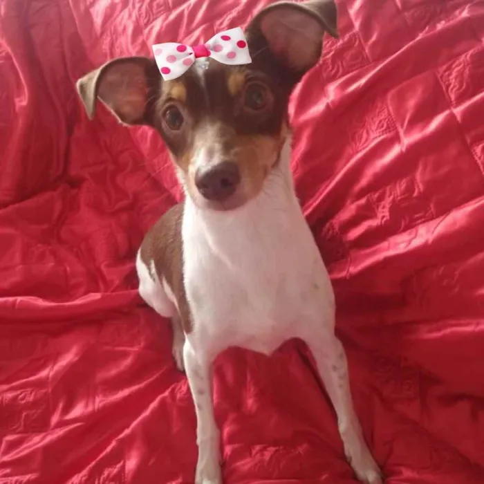 Cachorro ra a Mestiça  idade 1 ano nome Lady 
