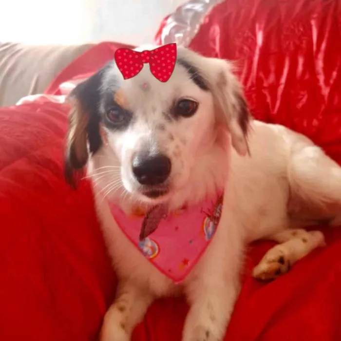 Cachorro ra a Mestiça  idade 1 ano nome Nina 