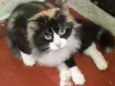 Divina