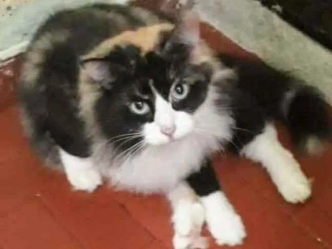 Gato ra a SRD  idade 2 anos nome Divina