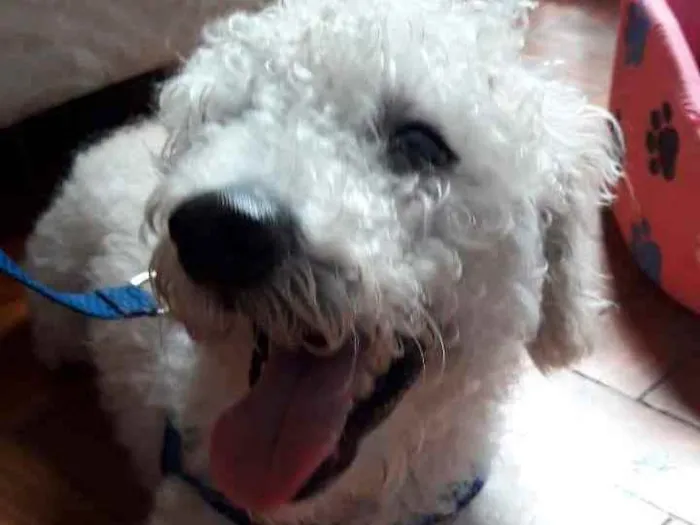 Cachorro ra a Poodle idade 1 ano nome Fofura