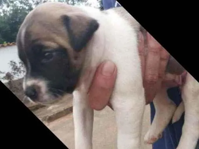 Cachorro ra a Fila com vira lata idade Abaixo de 2 meses nome Akira