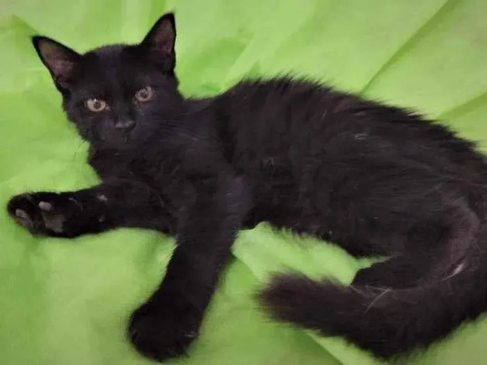 Gato ra a SRD-ViraLata idade 2 a 6 meses nome Shiva