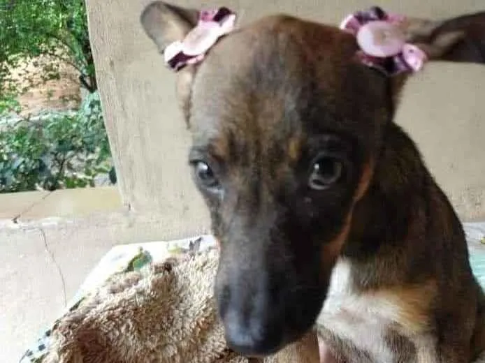 Cachorro ra a SRD idade 2 a 6 meses nome Docinho