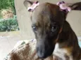 Docinho