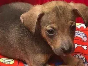 Cachorro raça SRD idade 7 a 11 meses nome LADY