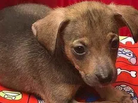 Cachorro ra a SRD idade 7 a 11 meses nome LADY