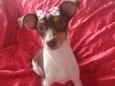 Lady 