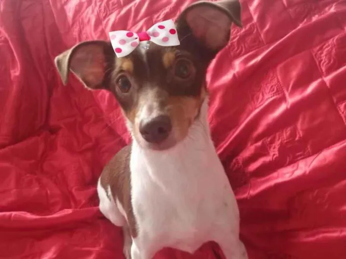 Cachorro ra a Mestiça  idade 1 ano nome Lady 