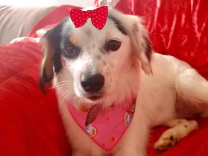 Cachorro ra a Mestiça  idade 1 ano nome Nina 