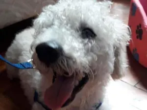 Cachorro raça Poodle idade 1 ano nome Fofura