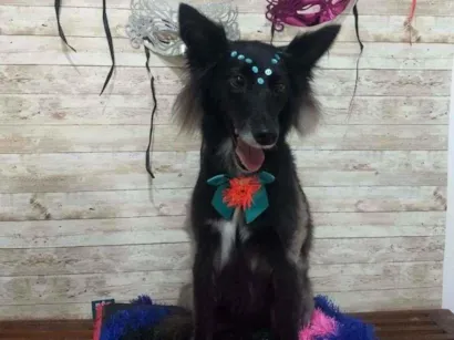 Cachorro raça Vira lata idade 2 anos nome Lassie 