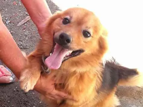 Cachorro raça  idade 1 ano nome Raby 