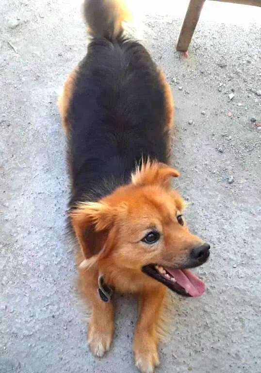 Cachorro raça  idade 1 ano nome Raby 