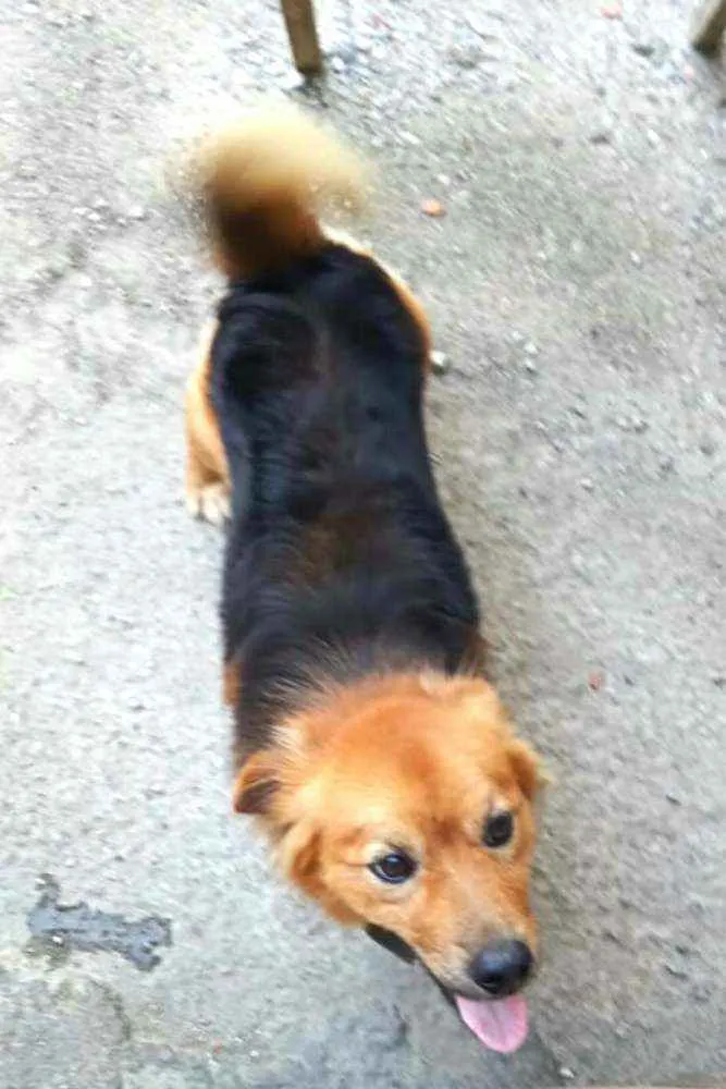 Cachorro raça  idade 1 ano nome Raby 