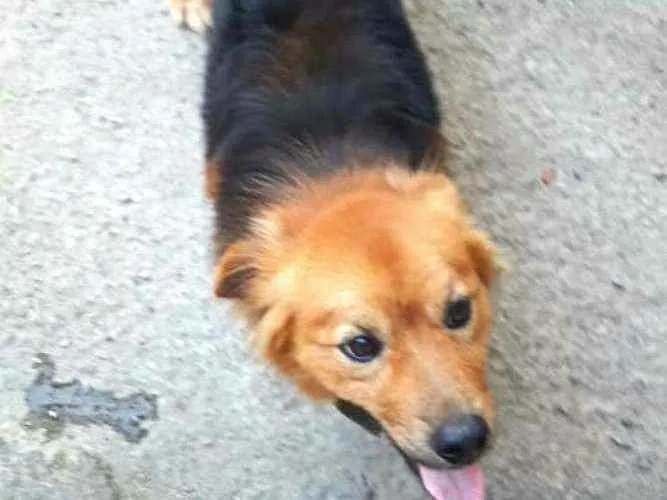 Cachorro raça  idade 1 ano nome Raby 